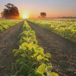 Microorganisms as a Tool for Plant Nutrition Management Rovensa Next