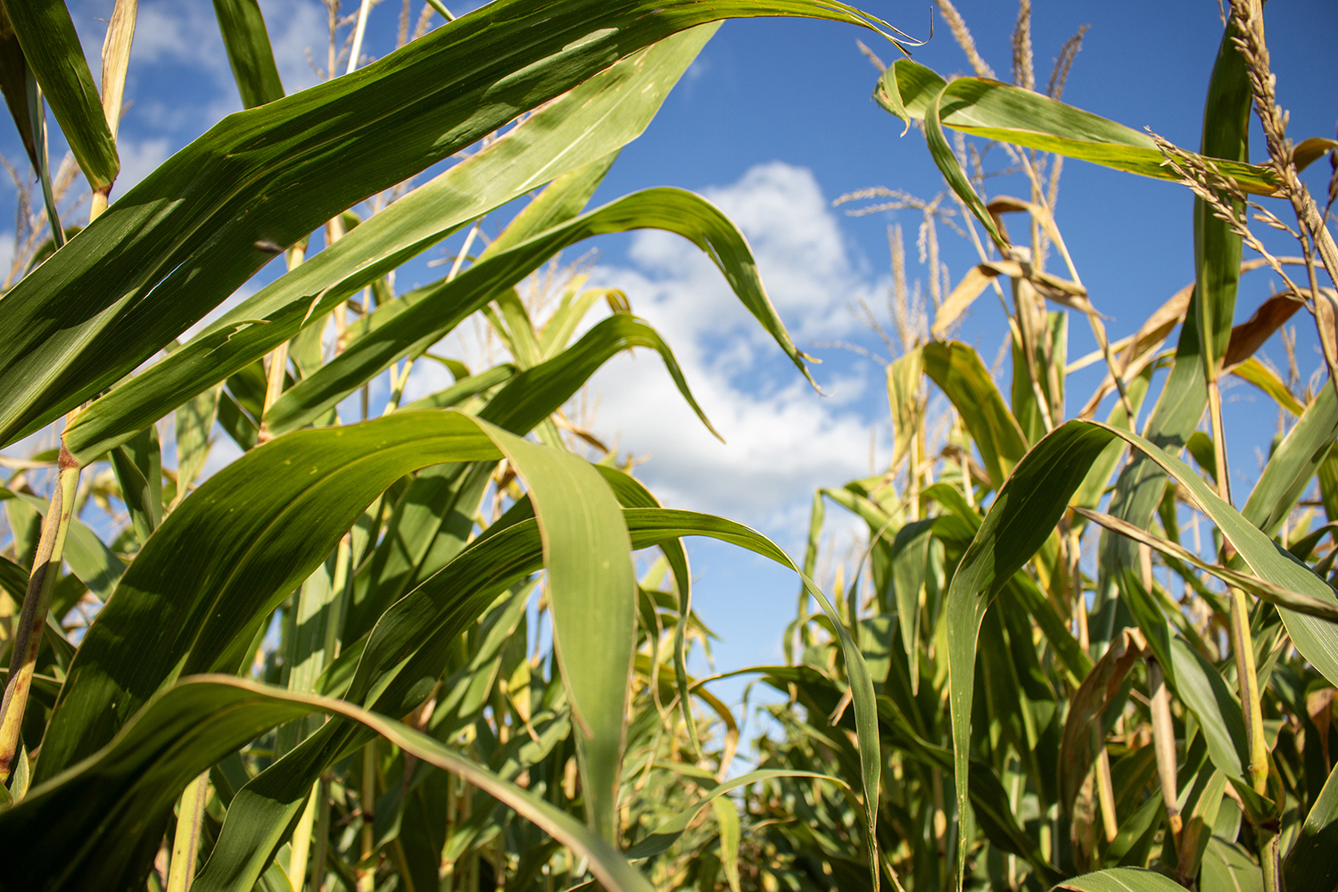 corn