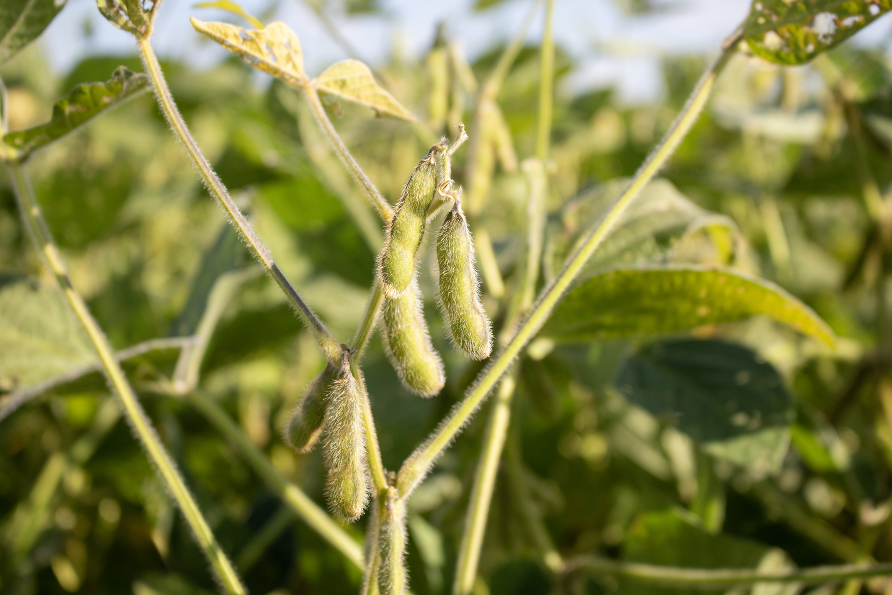 soybeans