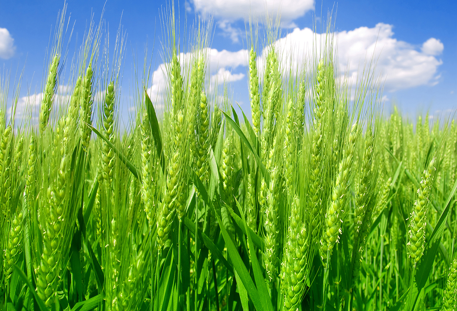 wheat