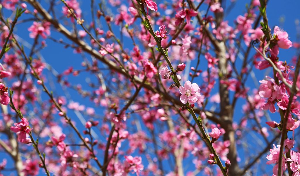 Peach blossom