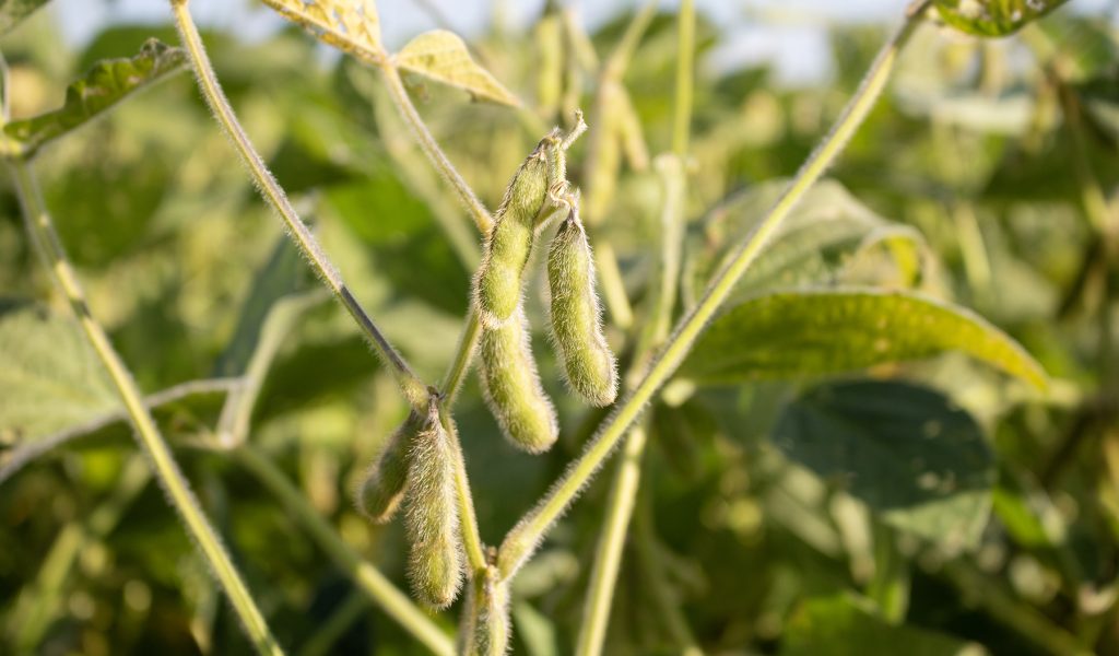 soybeans